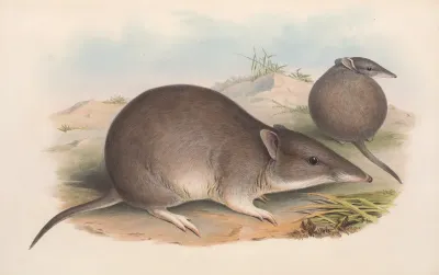 The Mammals Of Australia Pl 011