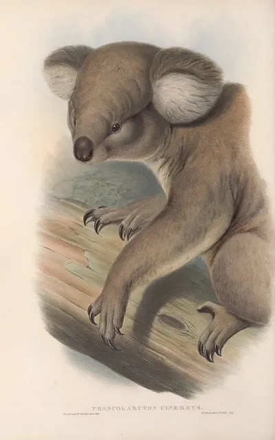 The Mammals Of Australia Pl 013