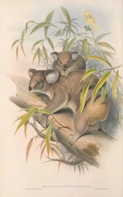 The Mammals Of Australia Pl 014