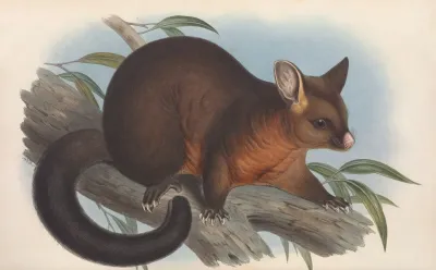 The Mammals Of Australia Pl 015