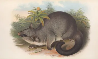 The Mammals Of Australia Pl 016