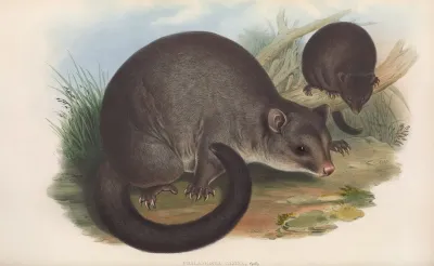 The Mammals Of Australia Pl 017