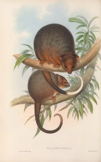 The Mammals Of Australia Pl 018
