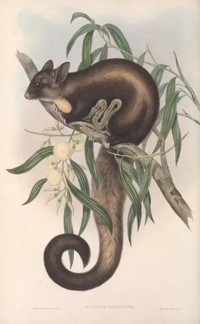 The Mammals Of Australia Pl 021