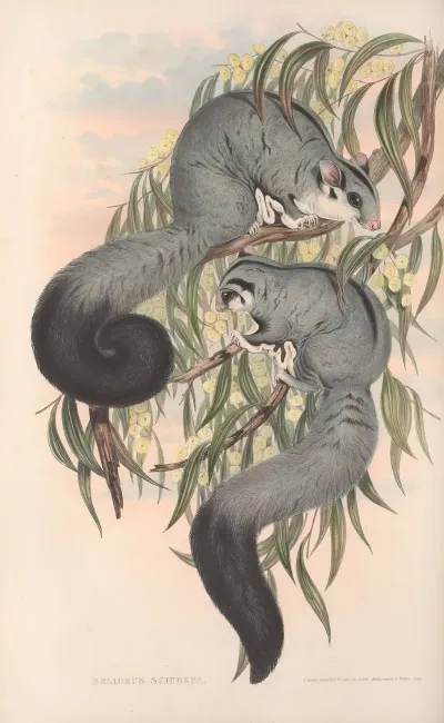 The Mammals Of Australia Pl 022
