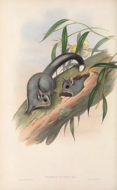 The Mammals Of Australia Pl 024