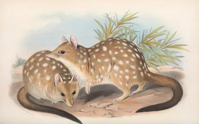 The Mammals Of Australia Pl 030
