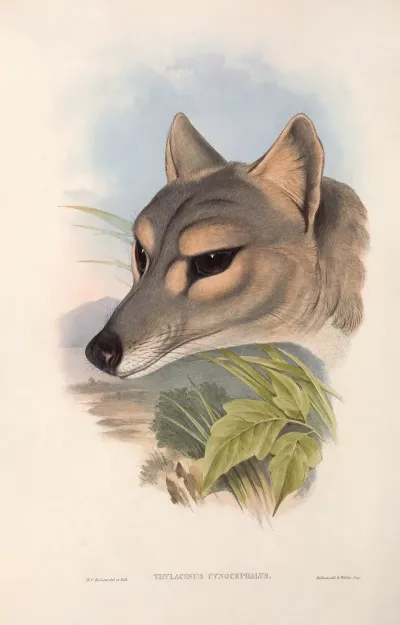 The Mammals Of Australia Pl 031