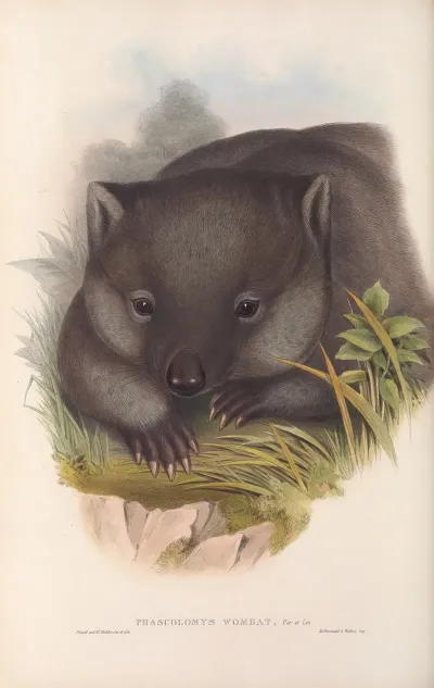 The Mammals Of Australia Pl 033