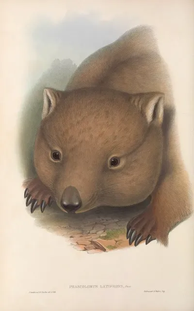 The Mammals Of Australia Pl 034
