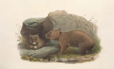 The Mammals Of Australia Pl 036