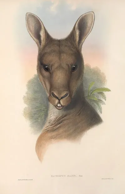 The Mammals Of Australia Pl 037