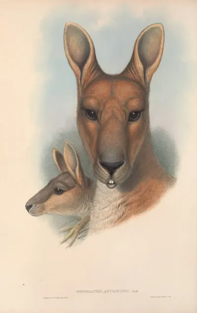 The Mammals Of Australia Pl 044