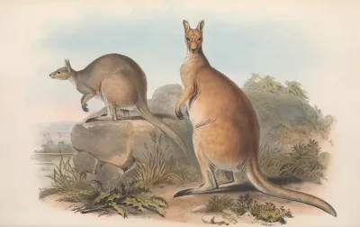 The Mammals Of Australia Pl 045