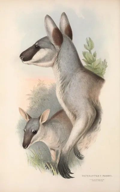 The Mammals Of Australia Pl 048