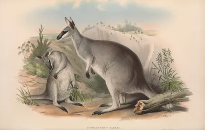 The Mammals Of Australia Pl 049