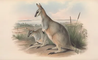 The Mammals Of Australia Pl 055