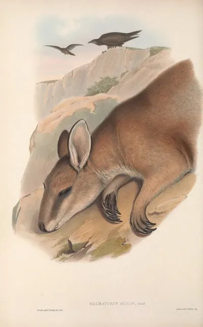 The Mammals Of Australia Pl 060