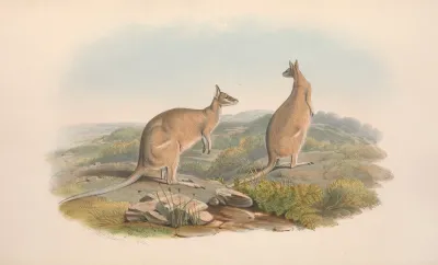 The Mammals Of Australia Pl 061