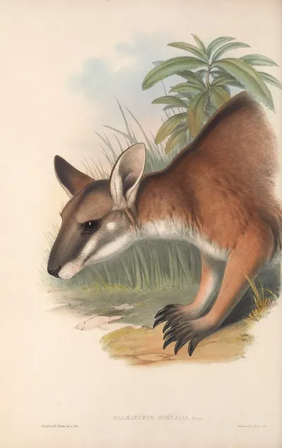 The Mammals Of Australia Pl 062