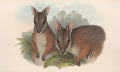 The Mammals Of Australia Pl 065