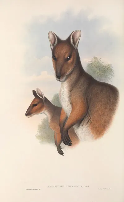 The Mammals Of Australia Pl 069