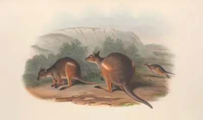 The Mammals Of Australia Pl 070