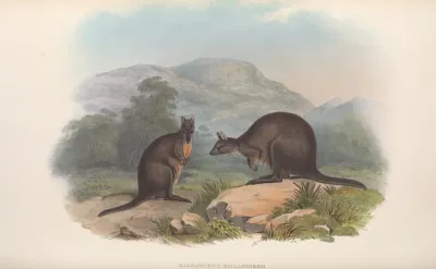 The Mammals Of Australia Pl 072