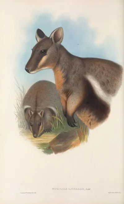 The Mammals Of Australia Pl 077