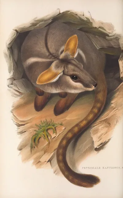 The Mammals Of Australia Pl 079