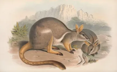 The Mammals Of Australia Pl 080