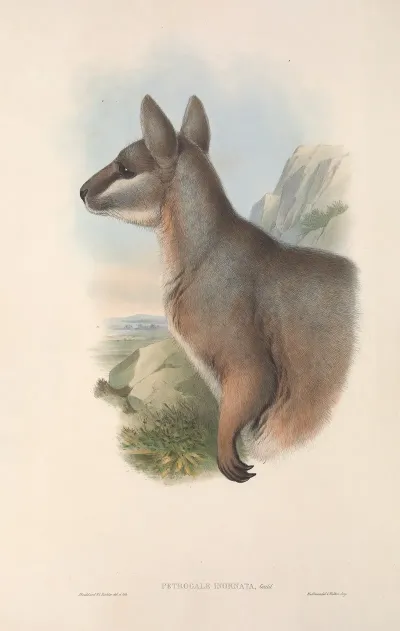 The Mammals Of Australia Pl 081