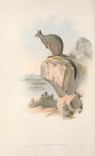 The Mammals Of Australia Pl 082