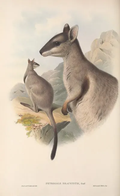 The Mammals Of Australia Pl 083