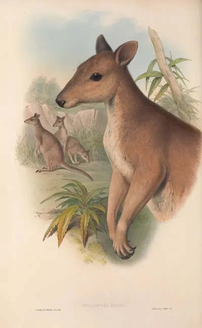 The Mammals Of Australia Pl 087