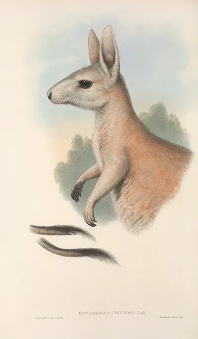The Mammals Of Australia Pl 088