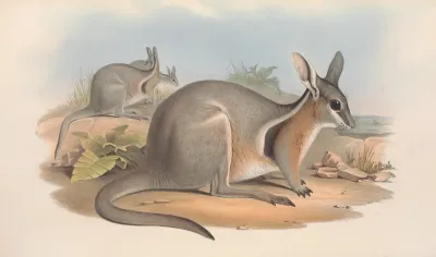The Mammals Of Australia Pl 090