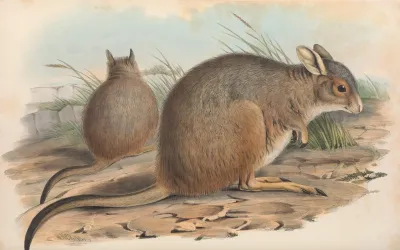 The Mammals Of Australia Pl 094