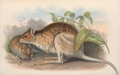 The Mammals Of Australia Pl 096