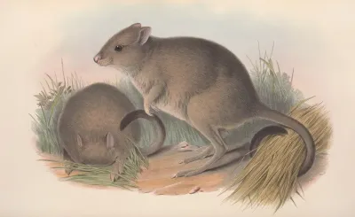 The Mammals Of Australia Pl 097
