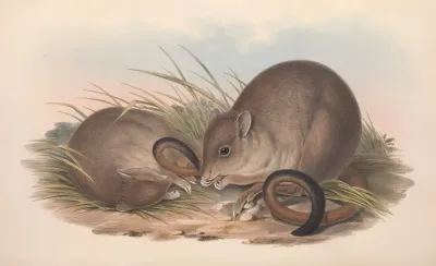 The Mammals Of Australia Pl 098