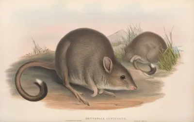 The Mammals Of Australia Pl 099