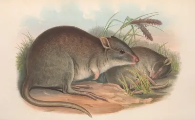 The Mammals Of Australia Pl 101
