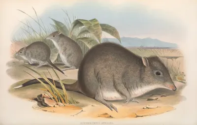 The Mammals Of Australia Pl 104