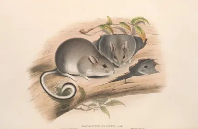 The Mammals Of Australia Pl 107
