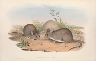 The Mammals Of Australia Pl 112
