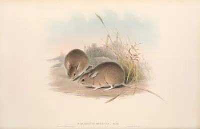 The Mammals Of Australia Pl 113
