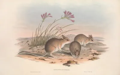 The Mammals Of Australia Pl 115