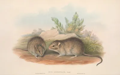 The Mammals Of Australia Pl 119
