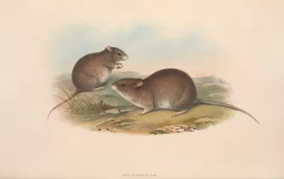The Mammals Of Australia Pl 121